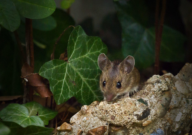 Wood-mouse_6395