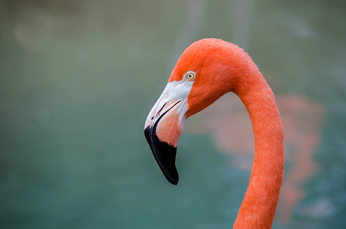 Flamingo | American Flamingo (Phoenicopterus ruber) at the N… | Flickr