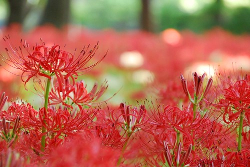 red white flower tree green field japan temple nikon ngc chiba spiderlily matsudo d60 flowerscolors bokehlicious awesomeblossoms