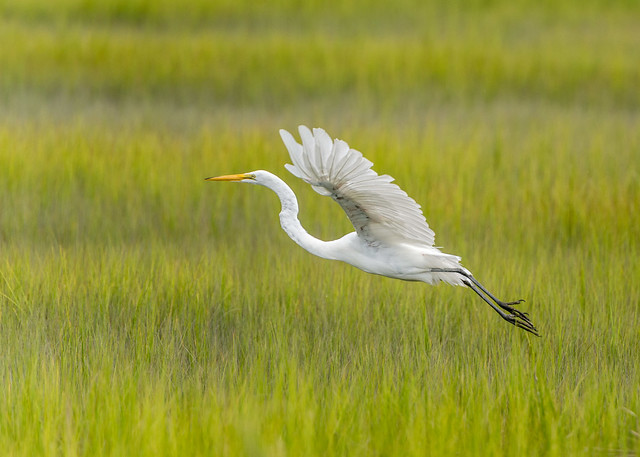 White Great Egret in West Wildwood
