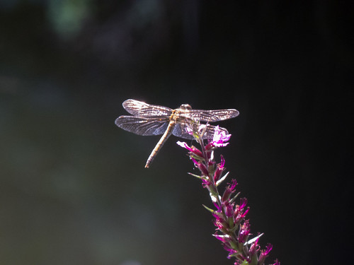 Dragonfly resting on purple loosestrife