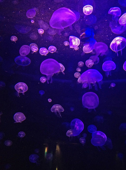 Jellyfish with a Purple Glow | H Qcreations | Flickr