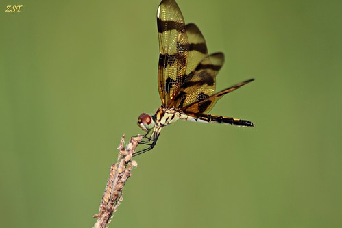 insect texas dragonfly thewoodlands halloweenpennant celithemiseponina tamron70300telemacro canon7d zeesstof containmentpond