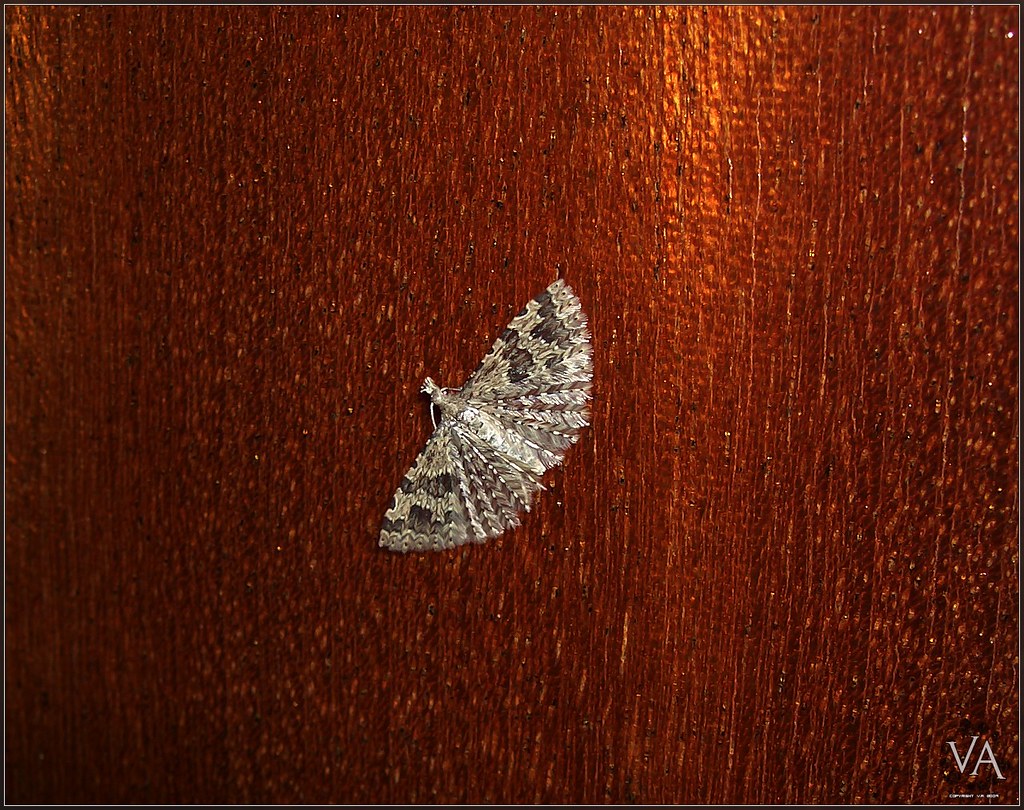 Macro of a house moth resting on a wooden door / Macro de una polilla casera reposando en una puerta