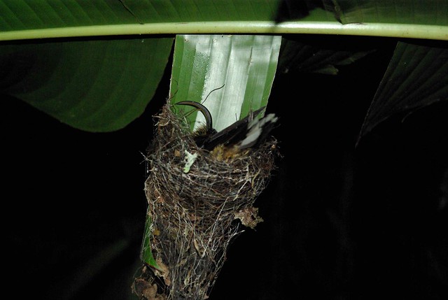 Colibri Nest III