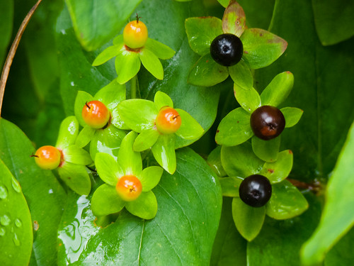 St John's wort berries