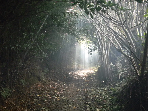 Fairy Dell Smoke drifts though sumbeams in bridleway tunnel. Haslemere Circular