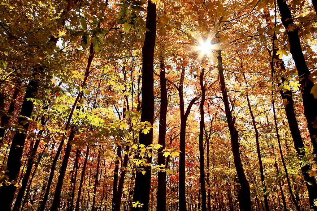 Light Through Fall Canopy