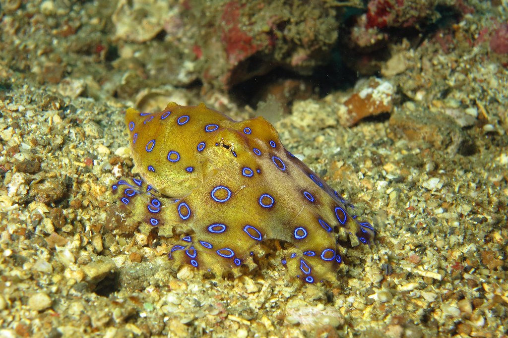 Blue-ringed Octopus | Blue-ringed Octopus in the Lembeh Stra… | Flickr