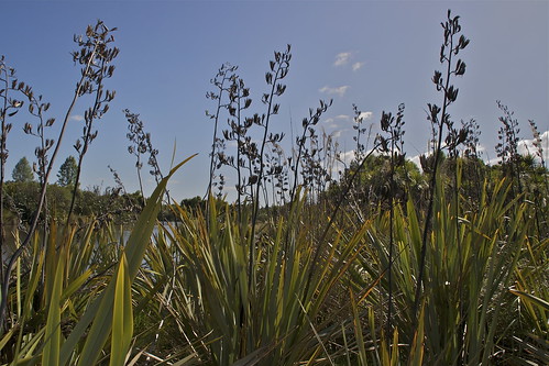 newzealand christchurch plant nature canon phormium wetland newzealandflax harakeke hemerocallidaceae phormiumtenax halswellquarry seedstalks