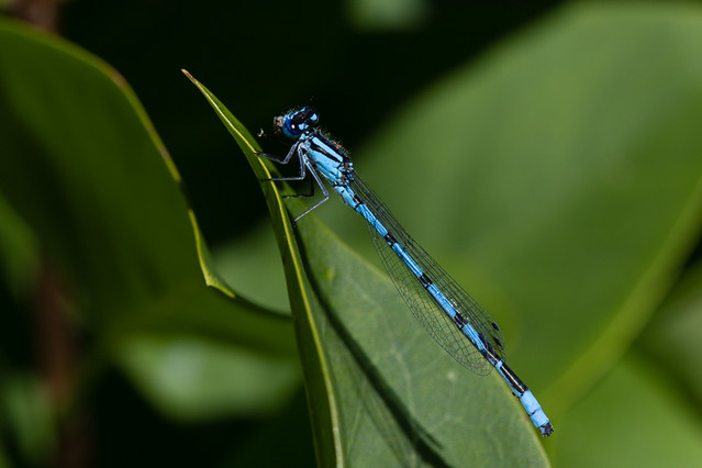 Dragonfly - Familiar Bluet