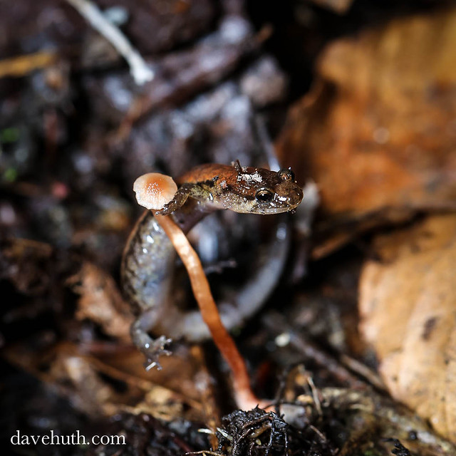 Dusky Salamander (Desmognathus) scrambling over fungus