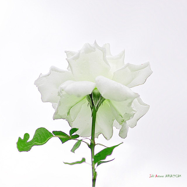 Una rosa blanca