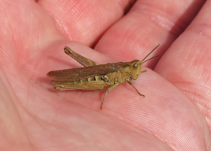 Field Grasshopper - Chorthippus brunneus