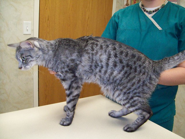 3-year old cat with swollen lymph nodes and weight loss