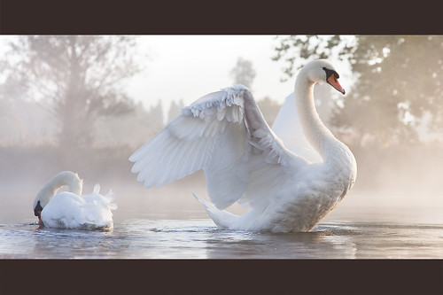 mist sunrise dawn swans slough berkshire kevday stretching langleypark