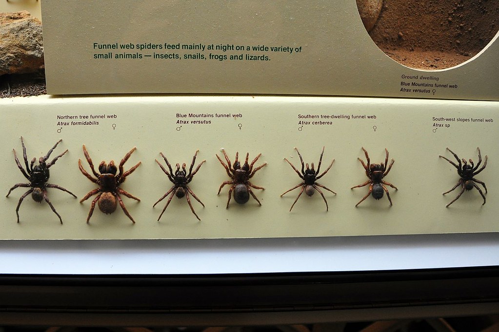 10 Most Venomous Spiders in the world