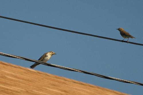 two on the wires by christiaan_25