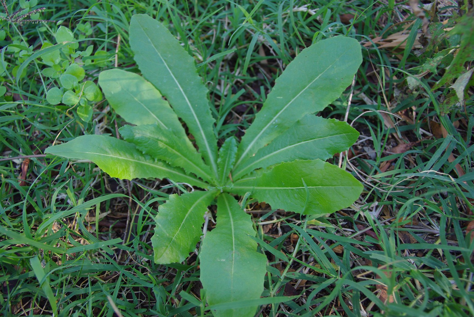 wild lettuce - young enough to eat