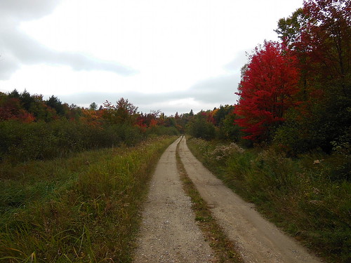 road autumn trees ontario canada fall nature colors rural landscape nikon scenery colours countryroad lanarkcounty