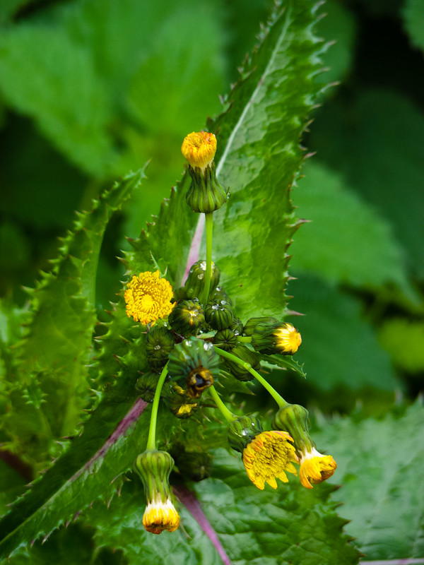 Sow thistle with half-open flowers