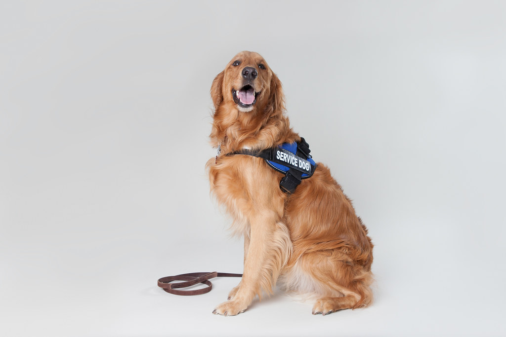 How to Properly Put on a Dog Harness: A Step-by-Step Guide Get Your Dog Ready for a Walk: How to Put on a Harness in 7 Easy Steps