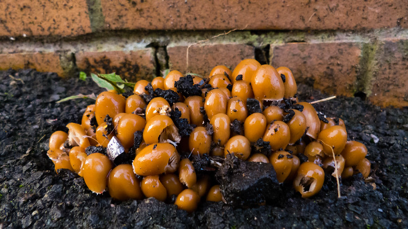 Clump of mushrooms growing through tarmac