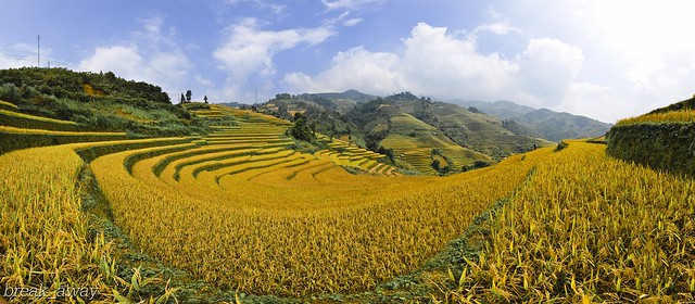 Terraced fields in La Pan Tan - Mu Cang Chai / Mùa lúa chín, ruộng bậc thang ở La Pán Tẩn - Mù Cang Chải - Yên Bái