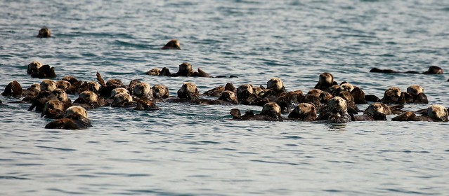 Raft of Sea Otters Prince William Sound Valdez Alaska USA North America