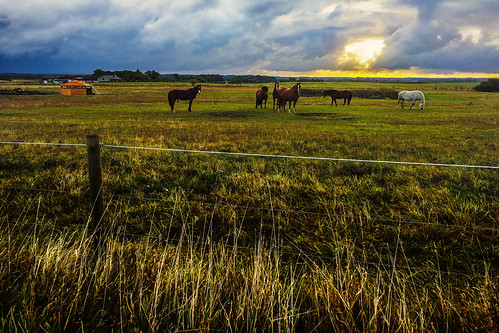 lillelyngby denmark europe apple iphone iphone6 cameraphone dawn morning sunrise countryside field animals horses electricfence fence