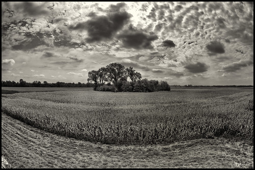 Corn Field with Stand of Trees by Nikon66