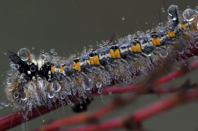 Catarpillar on dew