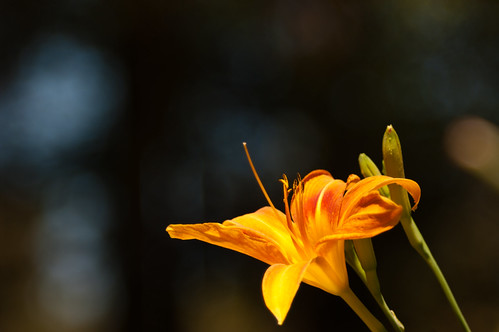 September Lily | by Scott Dunson