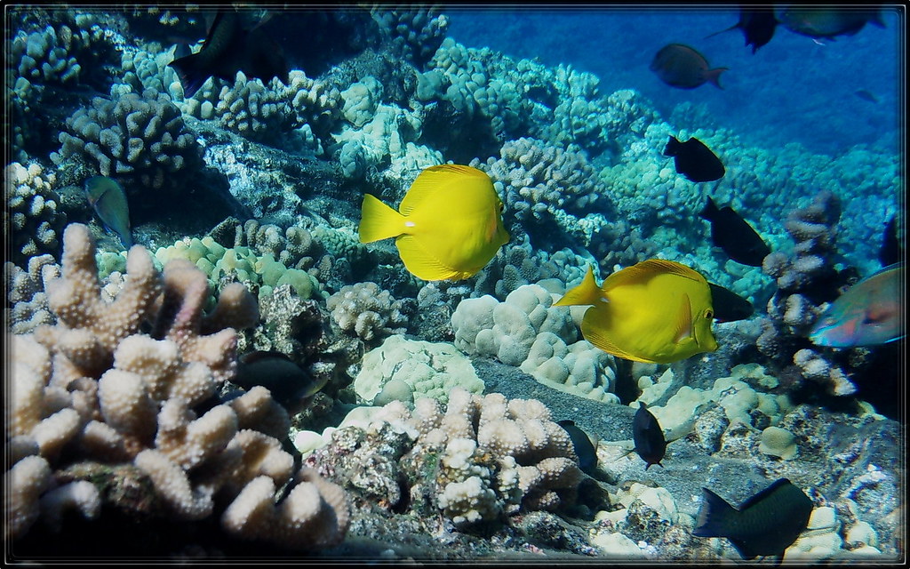 Yellow reef fish | Taken at Molokini | tdlucas5000 | Flickr