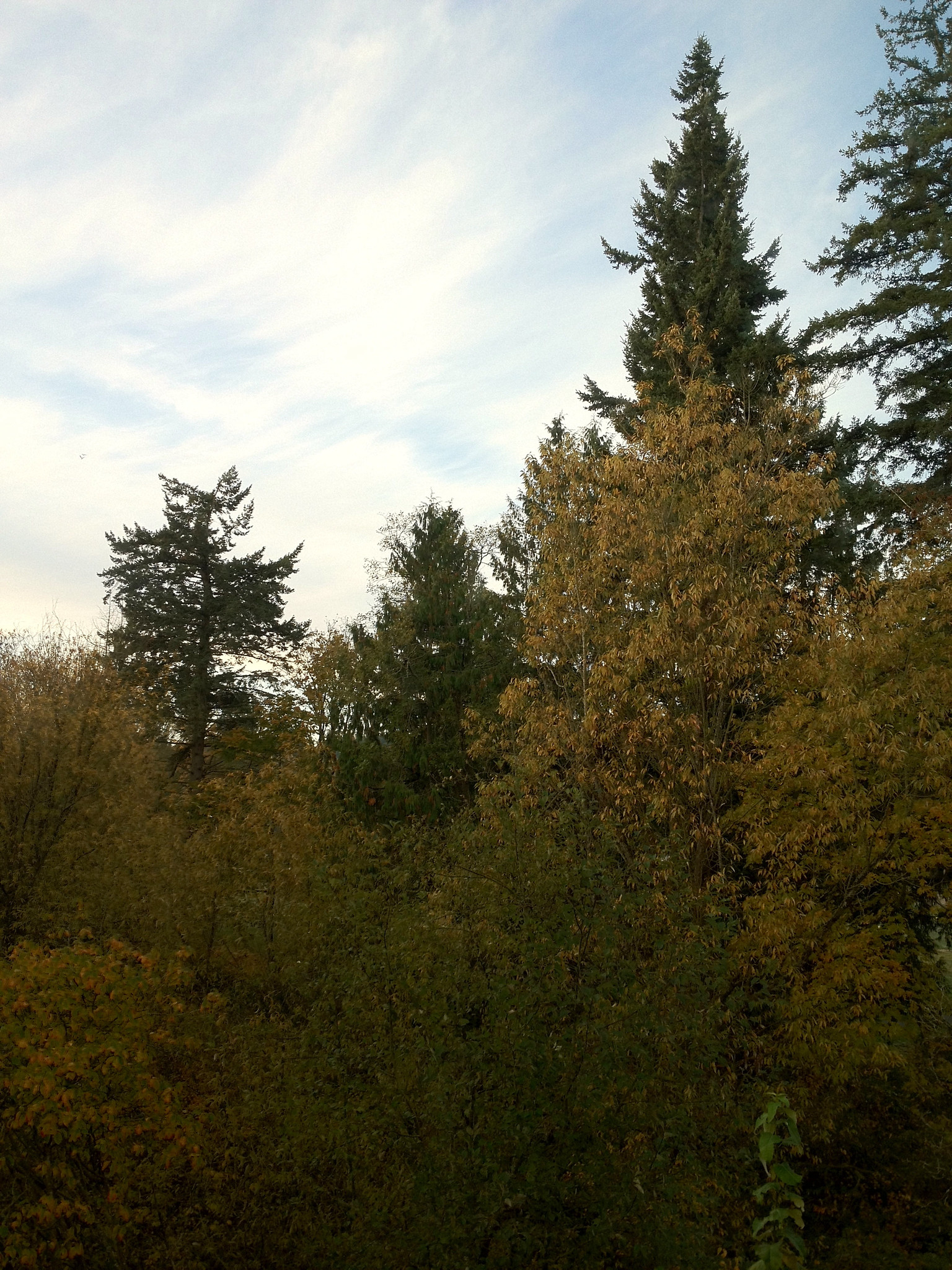 Autumn in Seattle