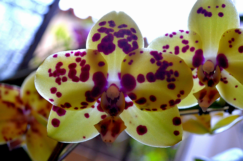 Phal. amarela com manchas vermelhas (Phalaenopsis) | Flickr