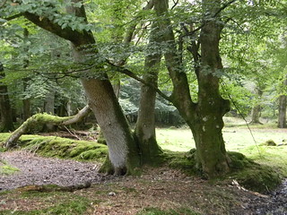 Trees Brockenhurst Circular