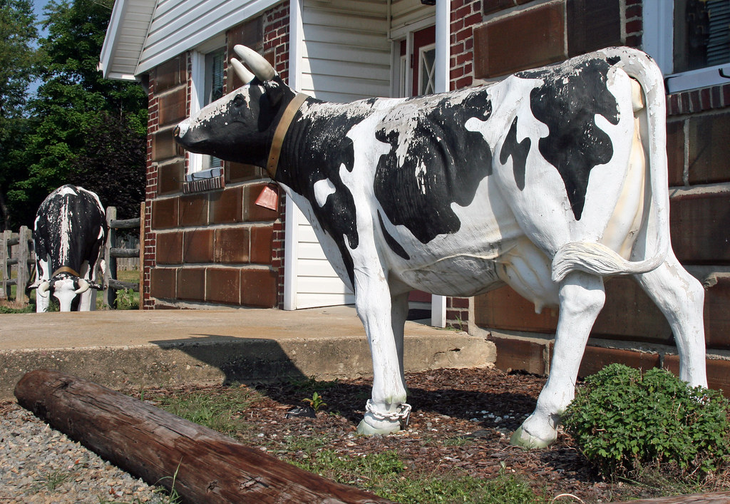 Barn Cow 1 At a furniture store, Flanders, NJ Daniel Berek Flickr