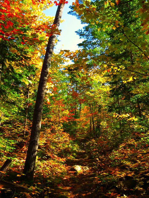 Etienne Trail, Samuel de Champlain Provincial Park, ON