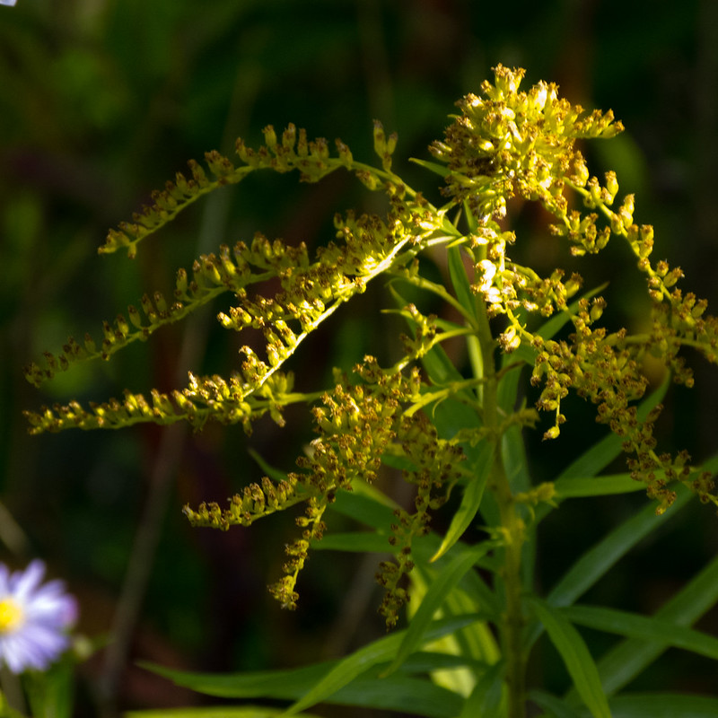 Golden rod growing by a canal