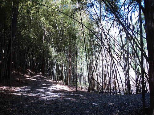 forest bamboo prattvilleal