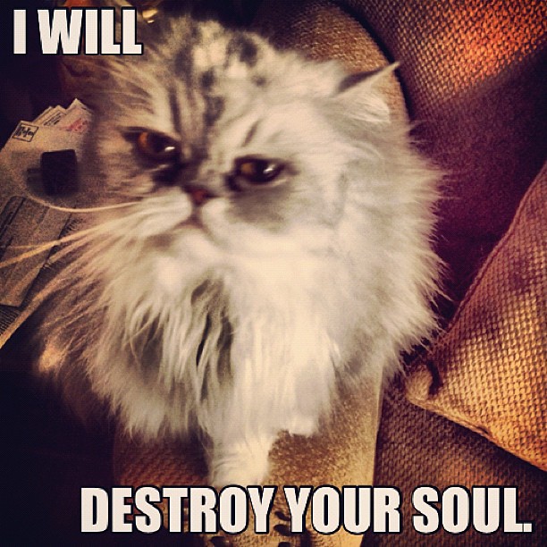 This cat means business. Lolz. #catmemes #catsofinstagram …