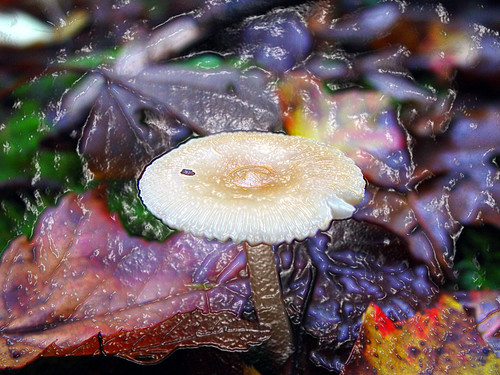 2002 fall mushroom automne herbst herfst 秋 narrowsburg podzim waynecounty efterår barkleylake φθινόπωρο waynecountypa campstbasil barkleylakepa campsaintbasil