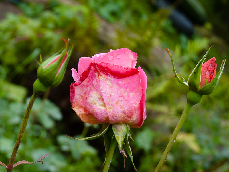Autumn rose after rain