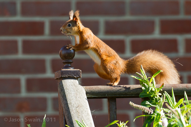 Curious Red Squirrel