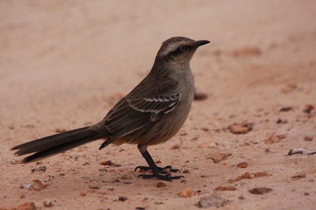 Chalk-browed Mockingbird, Mimus saturninus
