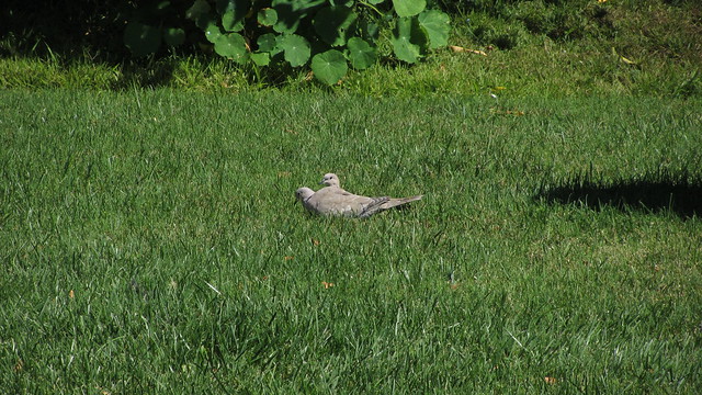 IMG_1122 two-headed eurasian collared dove goleta backyard