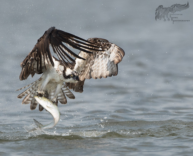 Osprey Dive Sequence 9_9 4/10