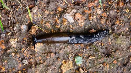 Slug on a towpath