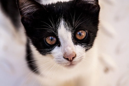 Corfu Cat 1